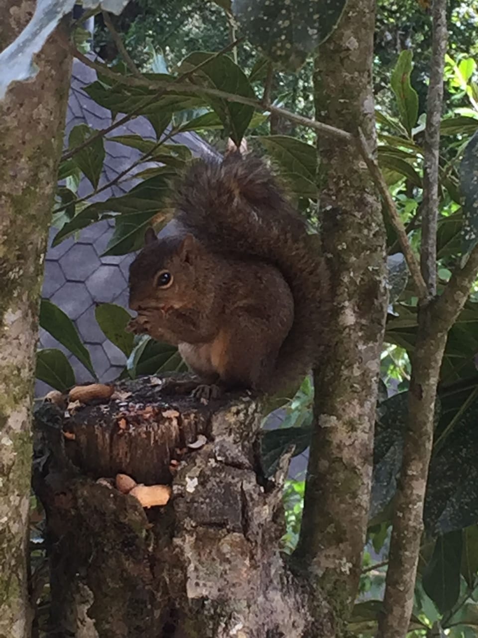 Miscellaneous