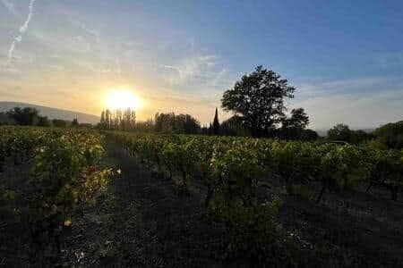 Vineyard 