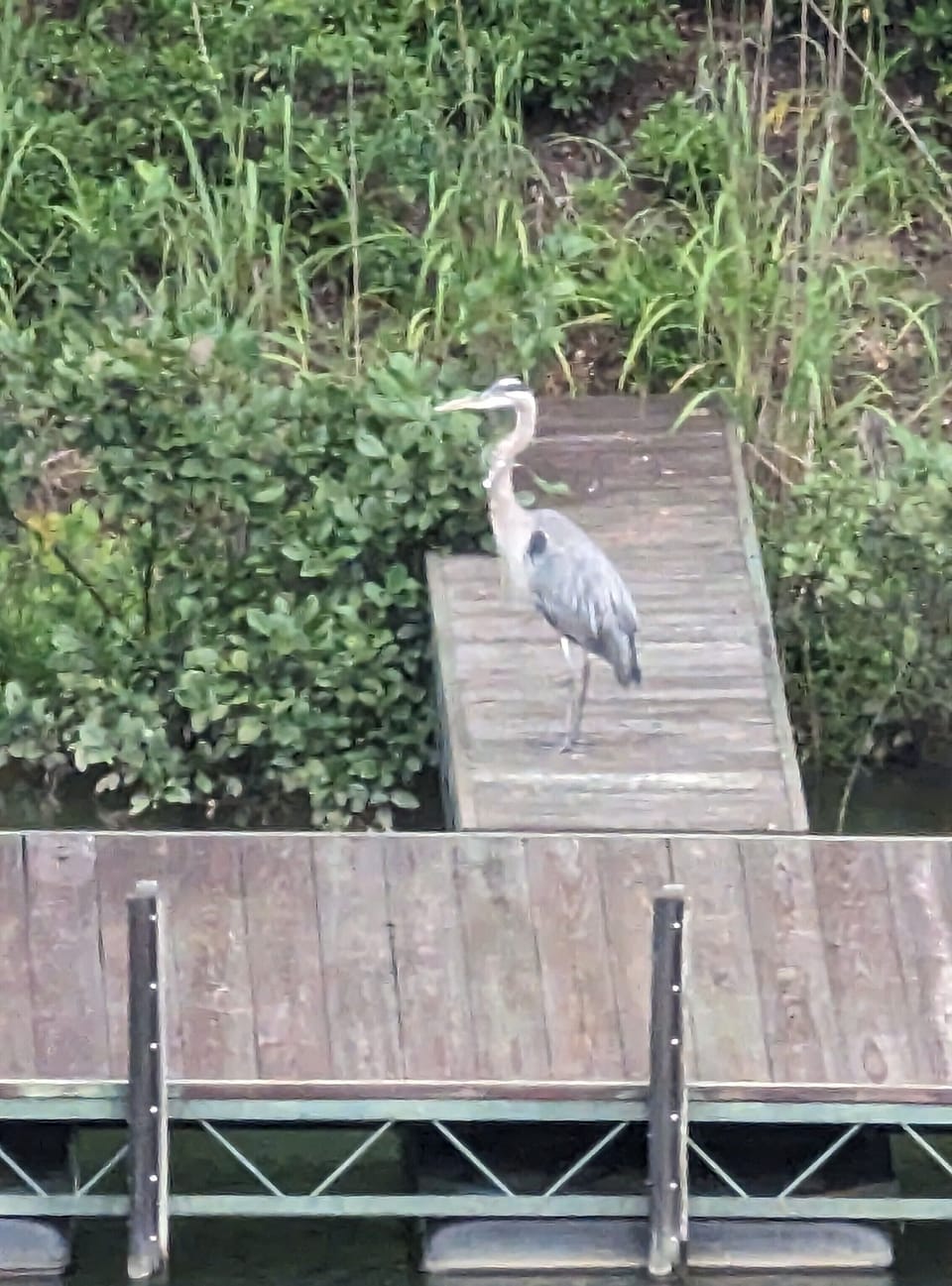 Blue Herron directly across the cove.