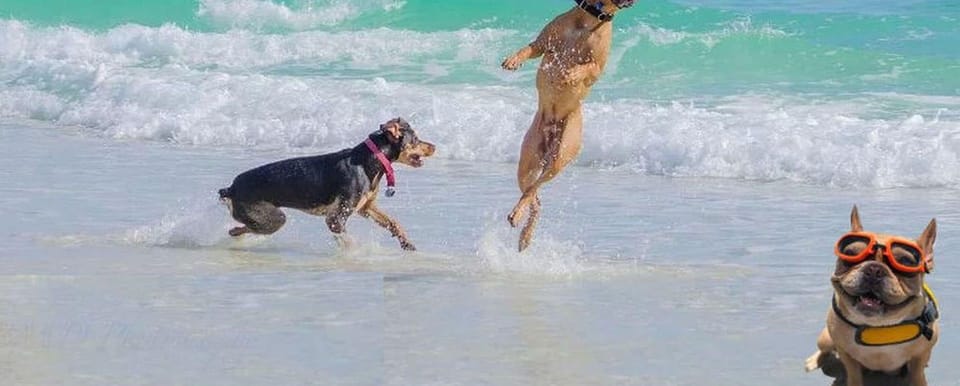 Pet-friendly