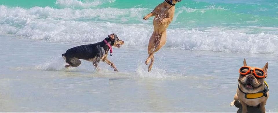 Pet-friendly