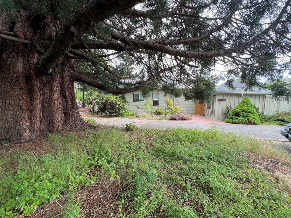 Massive Sequoia, with hammock on one side.  House behind.