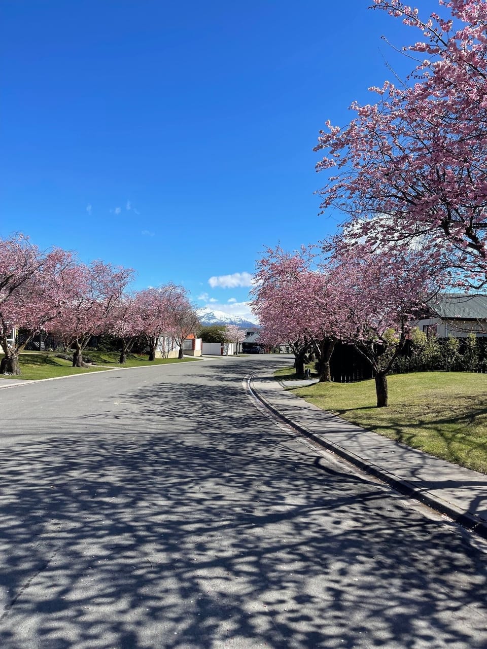  Our street Cherry court