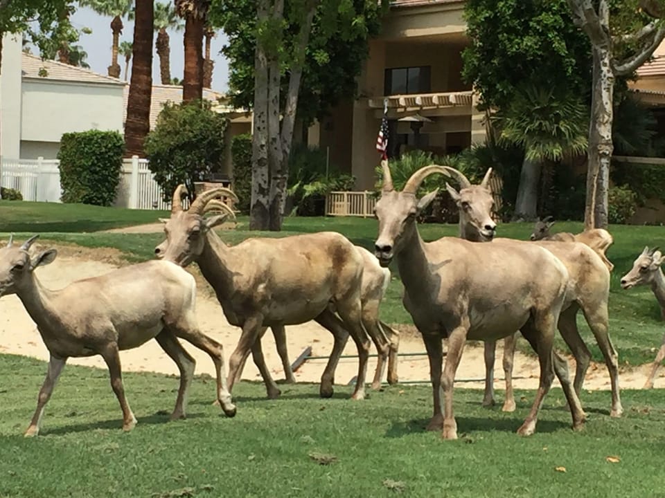 Your friendly neighborhood big horn sheep taking care of the landscaping.