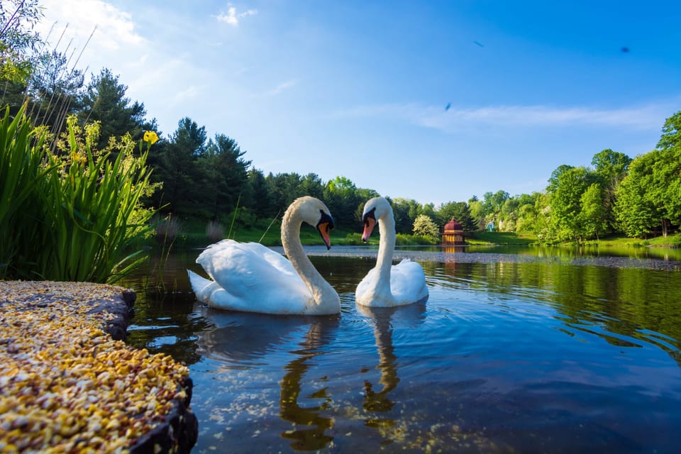 Swanboat Lake