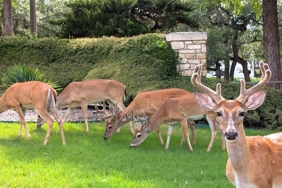 Deer roam the property. Feel free to feed them. Picture taken at the Island.
