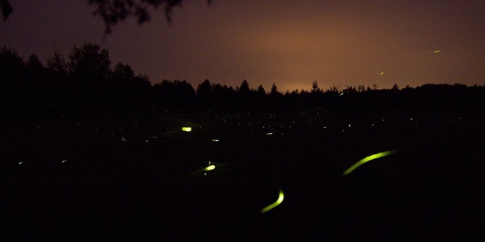 Summertime brings out the fireflies as it gets dark (photo by Matt McGillivray).