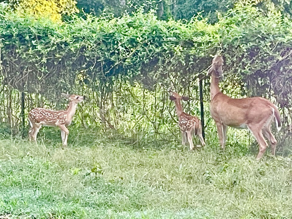 Mama Deer and her twins in the backyard
