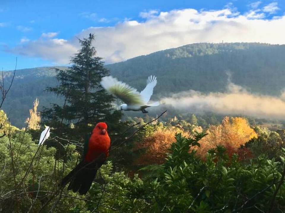 Visiting Bird Life