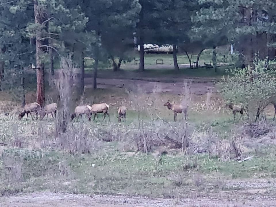 Small herd of elk just across the river.