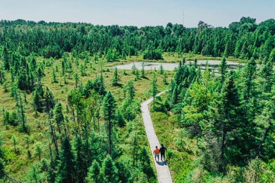 Explore the serene beauty of Sifton Bog, a peaceful nature reserve just around the corner.