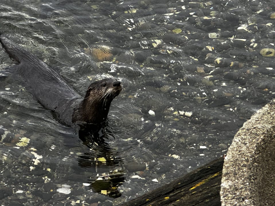 This otter was investigating what was going on in the fire pit!