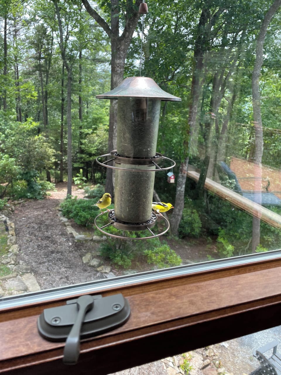 American Goldfinch.  Birds are abound at Birds Eye View! 