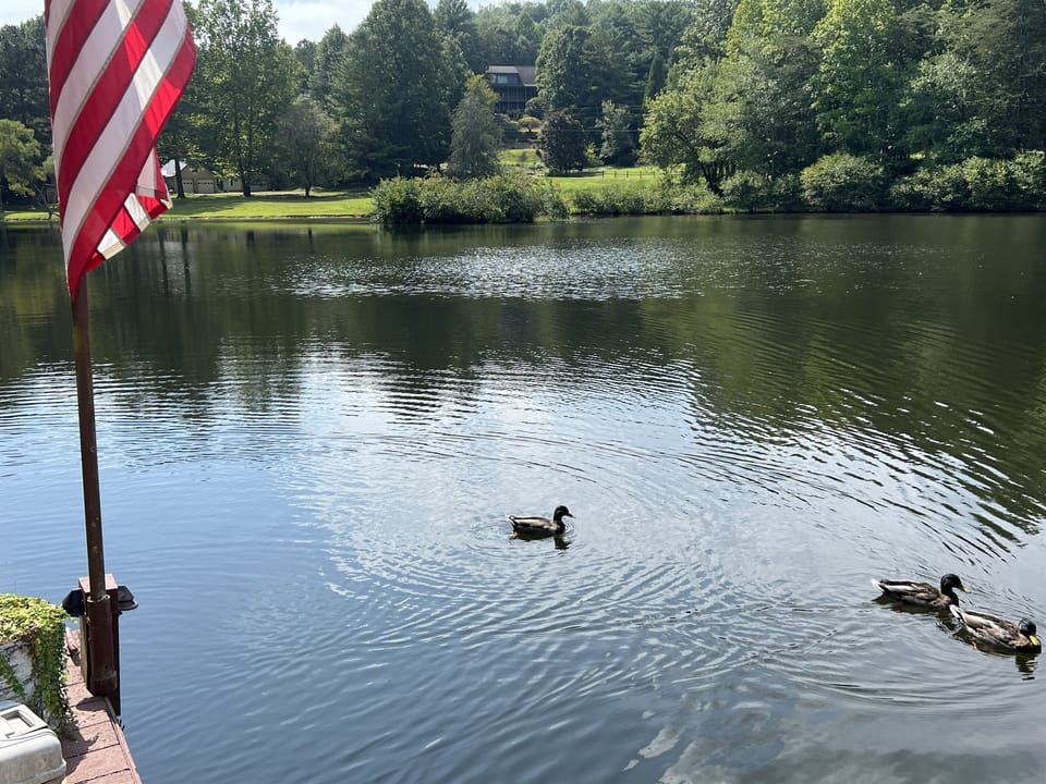 Our friendly ducks visiting