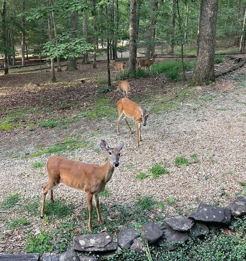 Our Cabin name sake deer Split Ear by the rocks!