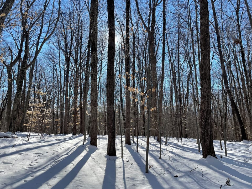 Winter in the woods