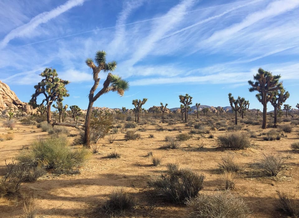 Beautiful view inside Joshua Tree National Park.