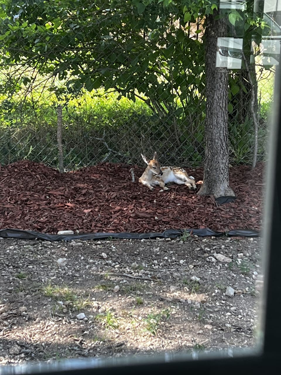 Deer are everywhere!