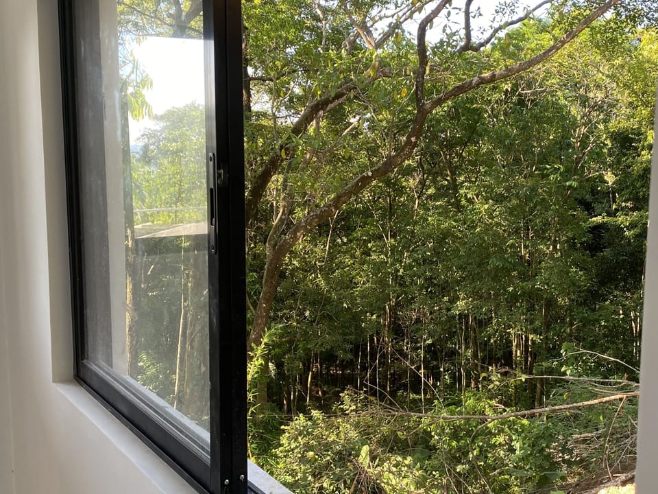 View from bedroom six window into rain forest.