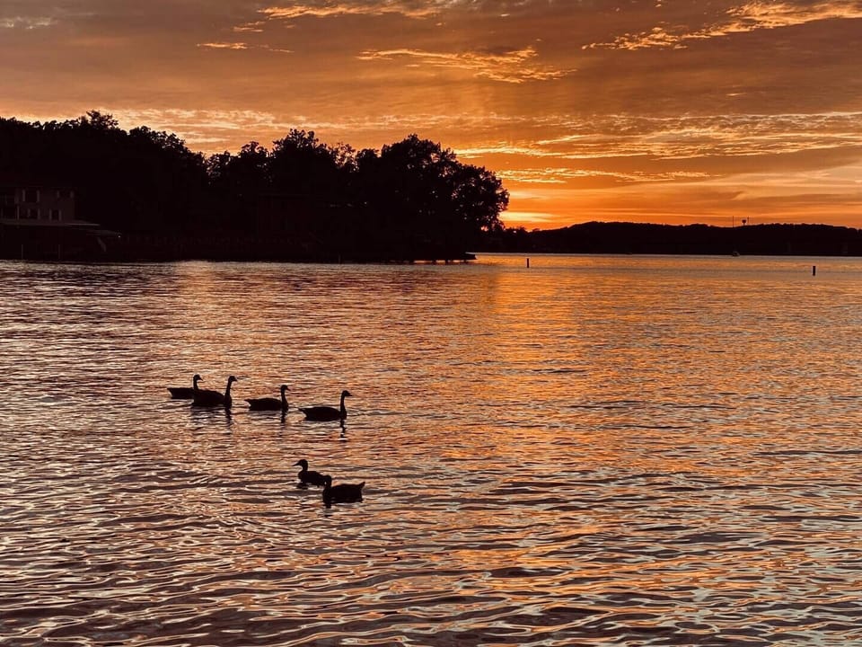 Watch the lake wild life from condo balconies 