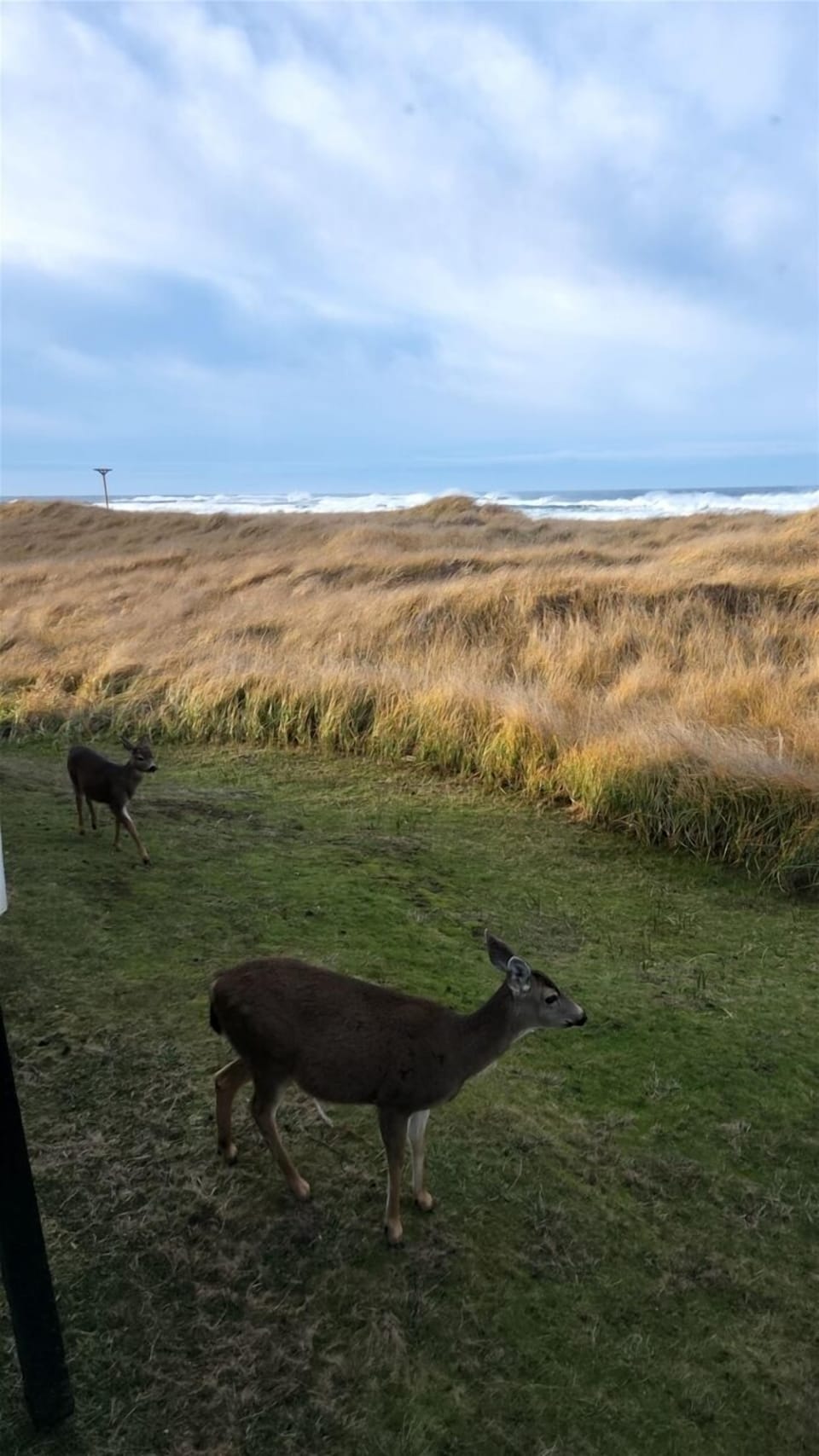 Local deer visiting the backyard