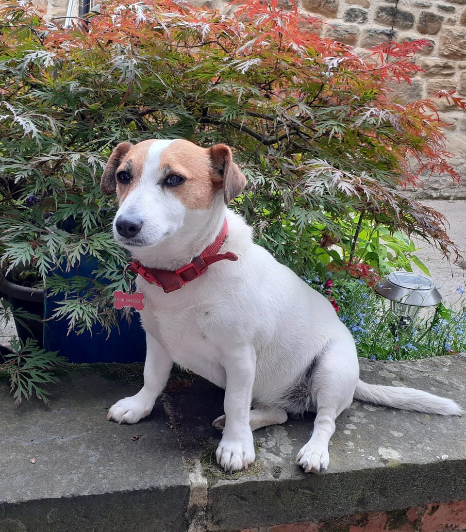 Forge Cottage - dog friendly with enclosed garden