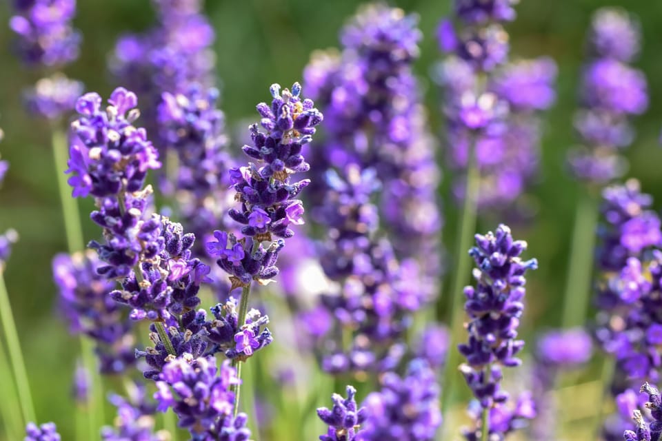 Ambiance / Close-up