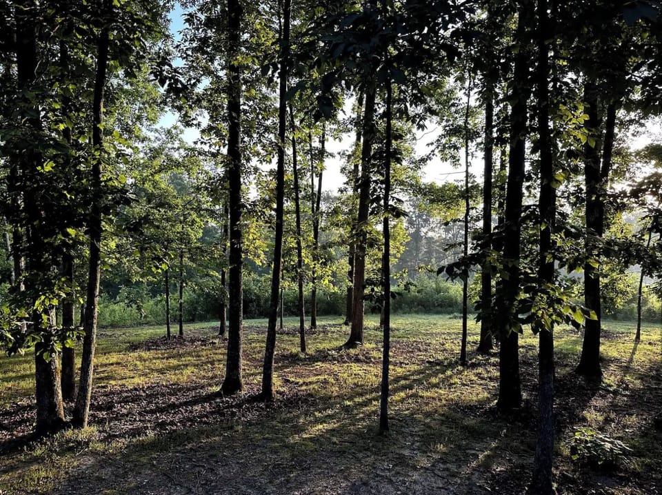 Old-growth oak and hickory from back porch
