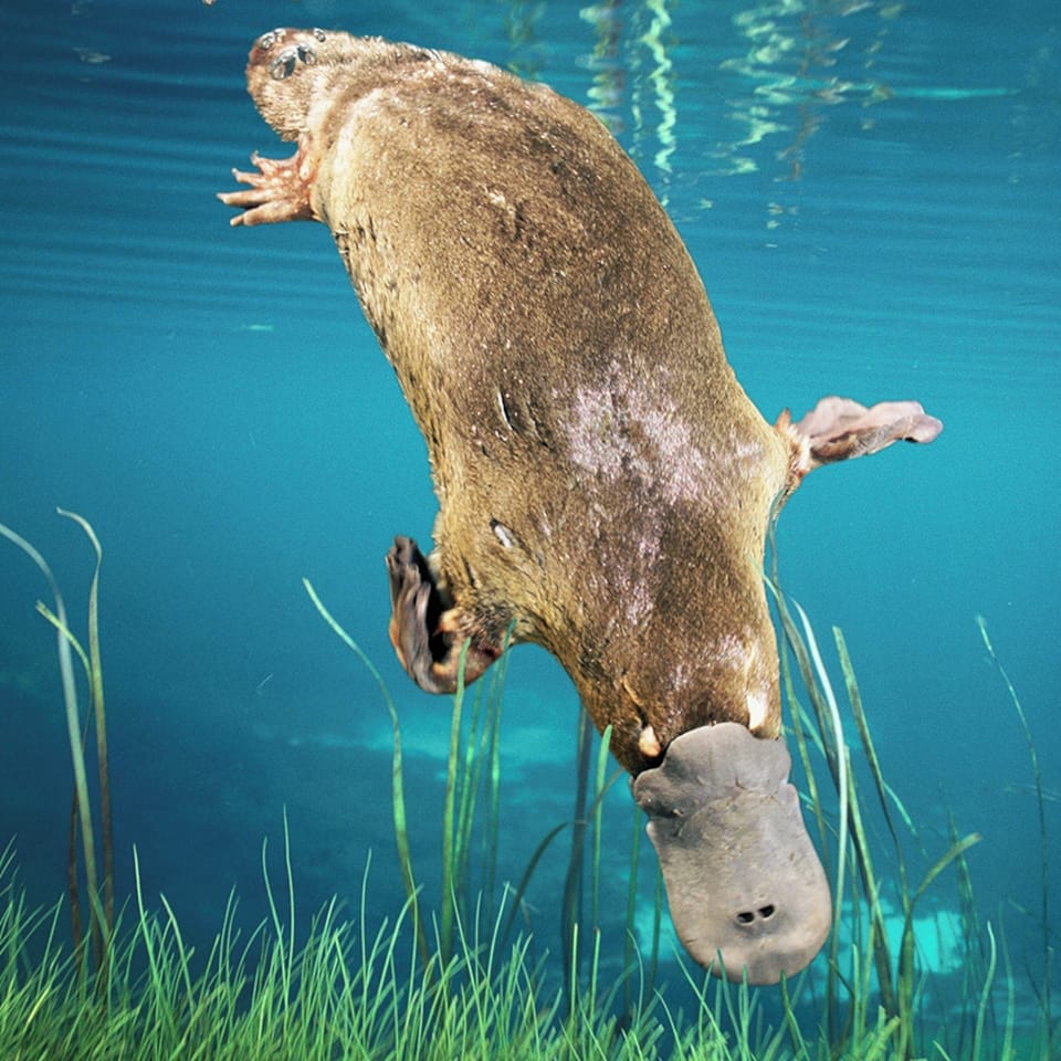 Platypus 