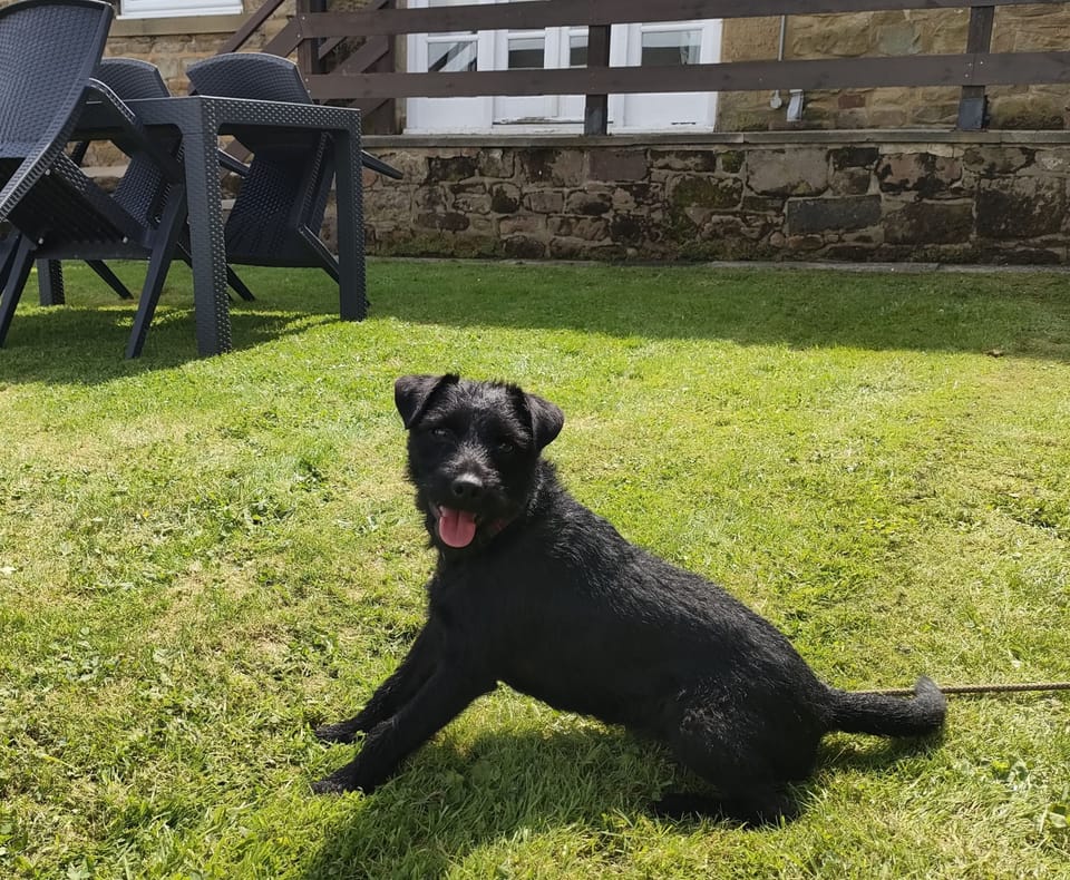 Maltpool Cottage - dog friendly with walks from the doorstep