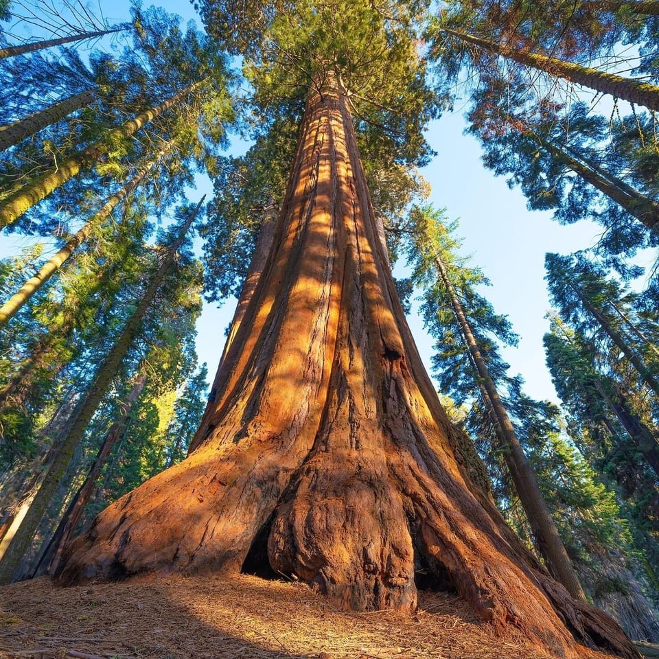 General Sherman at Sequoia National Park