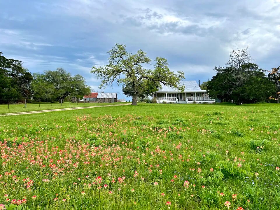 Wildflowers in the front yard