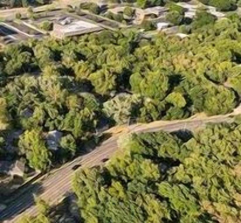 Aerial View of Property