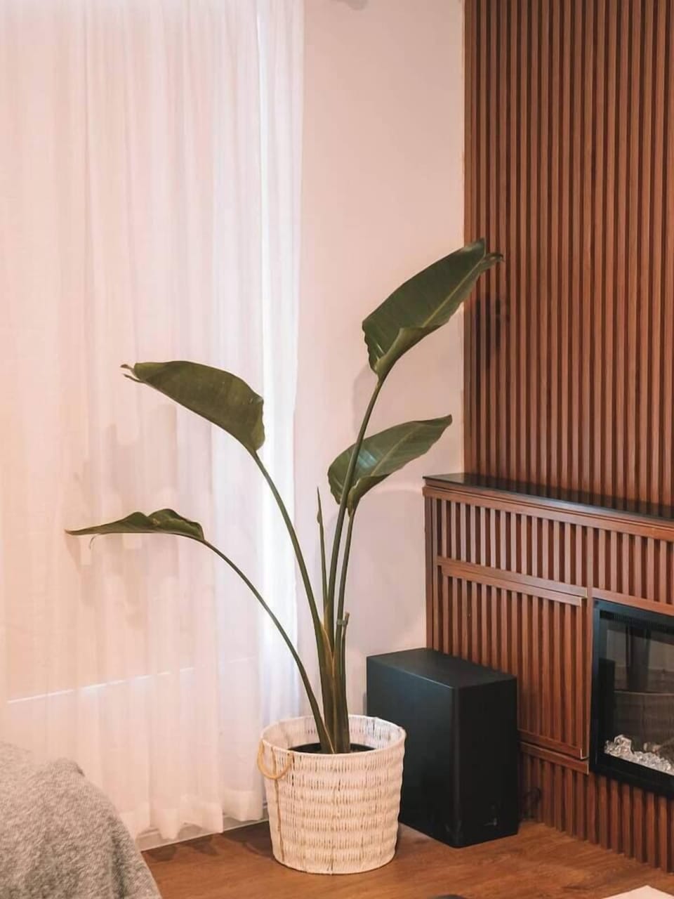 Living room | Birds of Paradise
