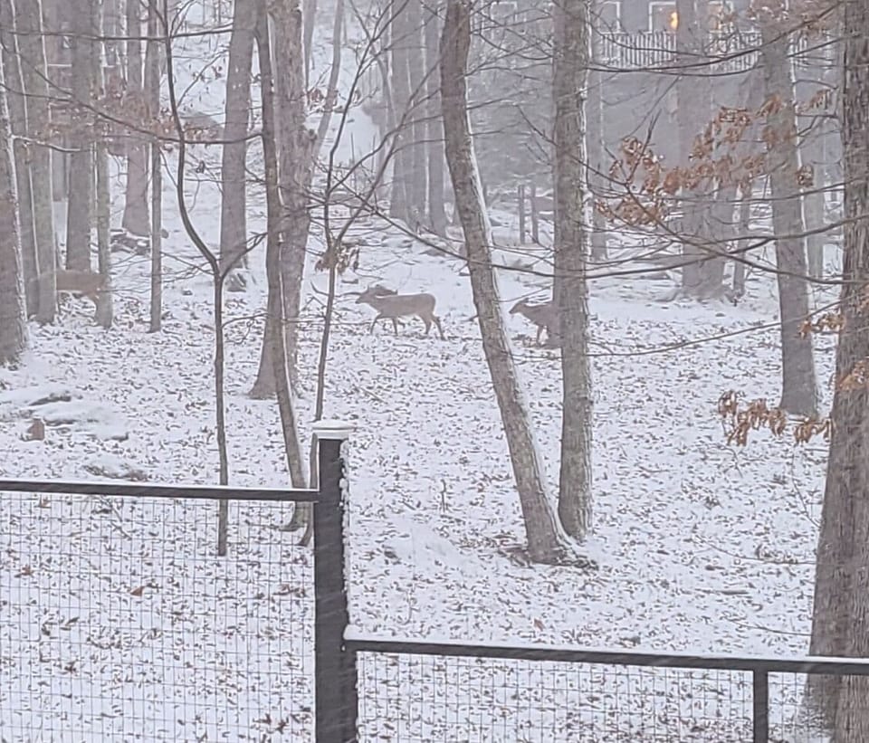  Deer walking...