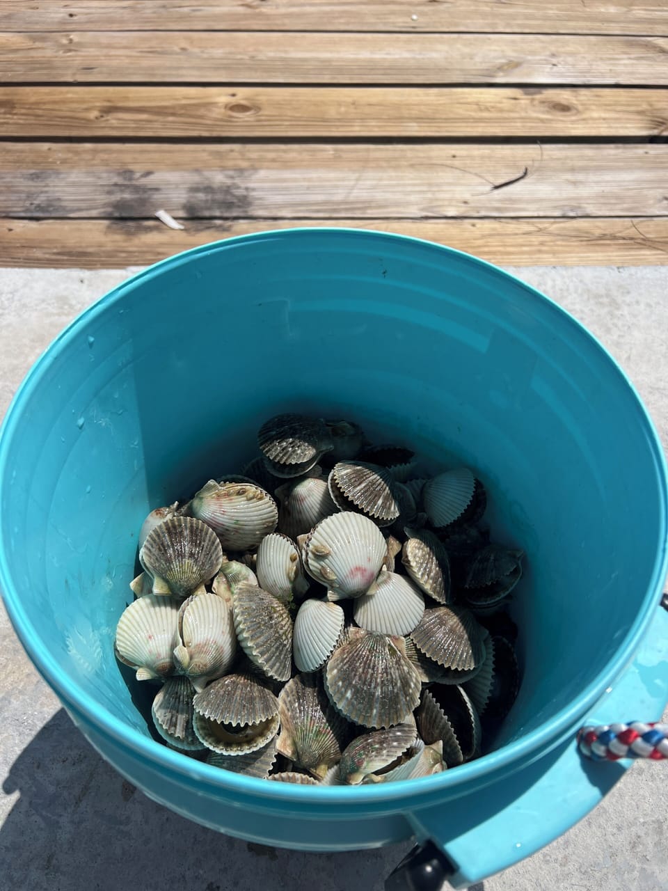 Great scalloping during season