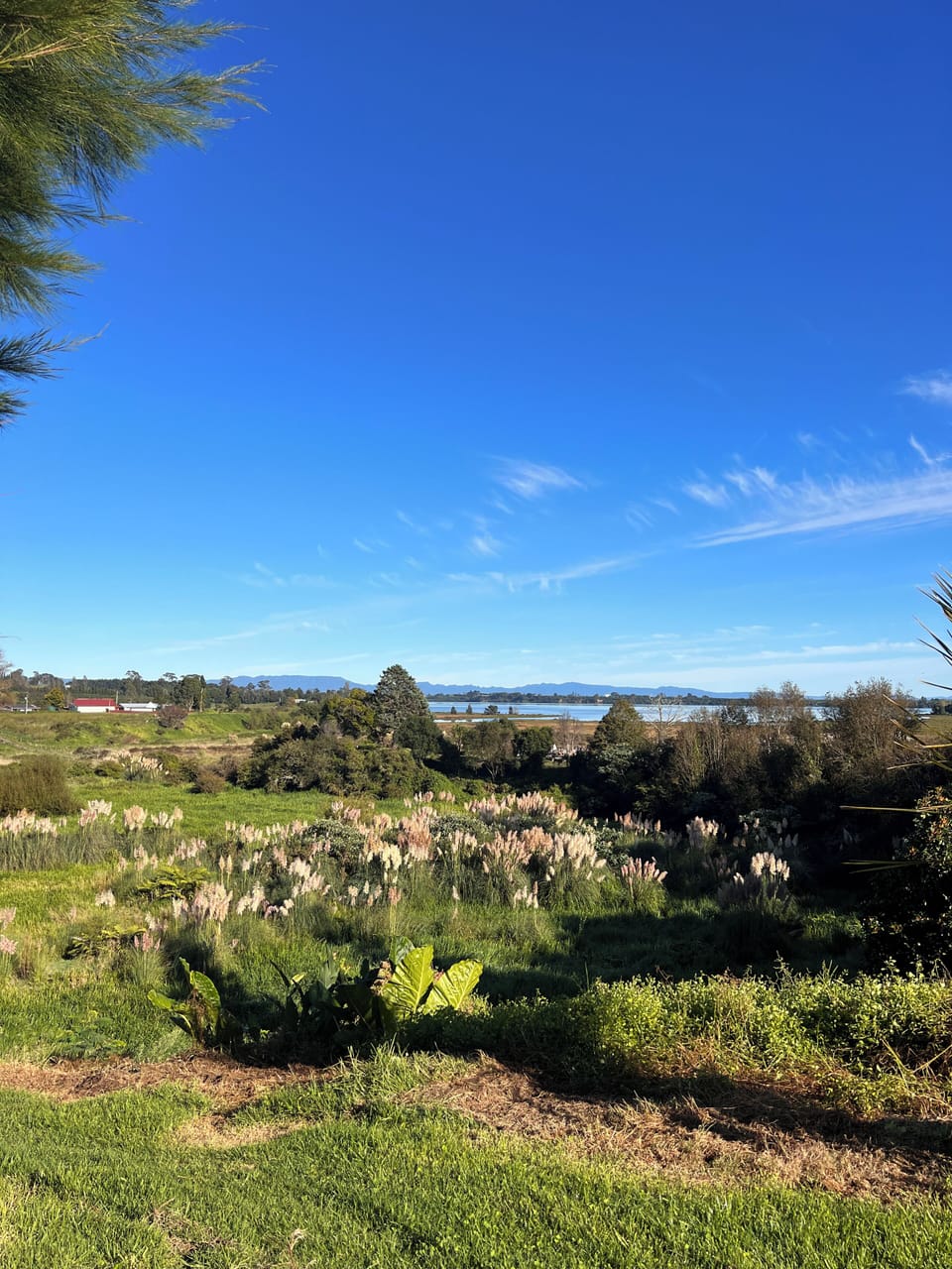The view from the bottom of the orchard.