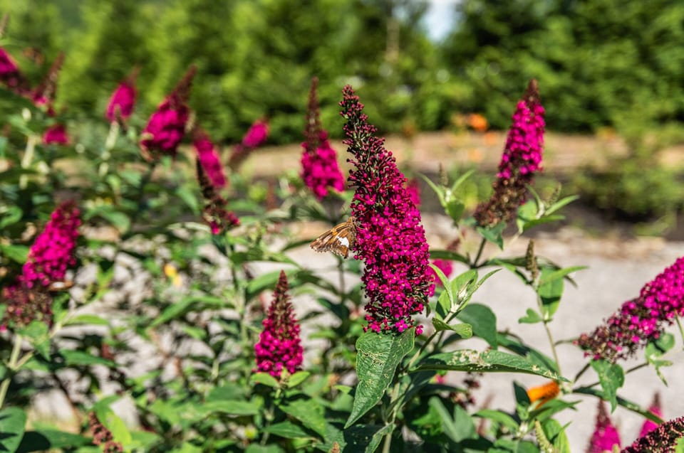 Blooms of beauty grace the outdoors.