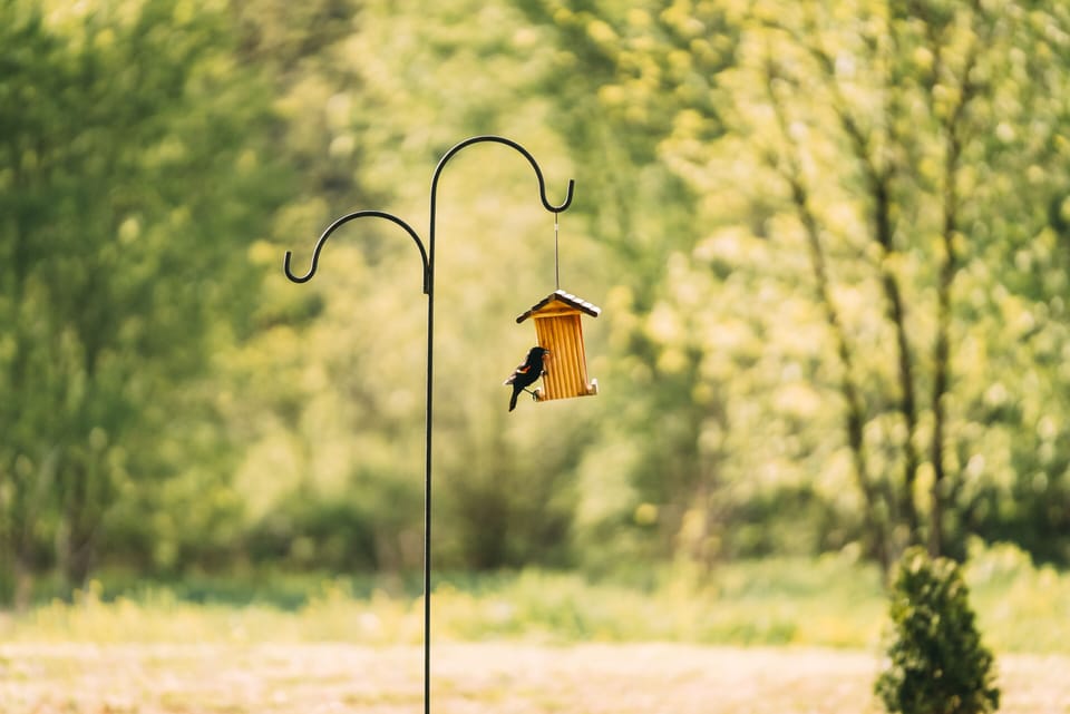 Birdhouse, with Bird -Nova Cottage