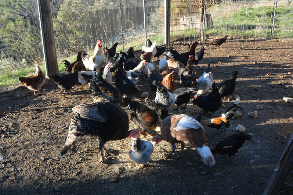 Some of the mnany chickens and birds at Cortijos Rey Fini.