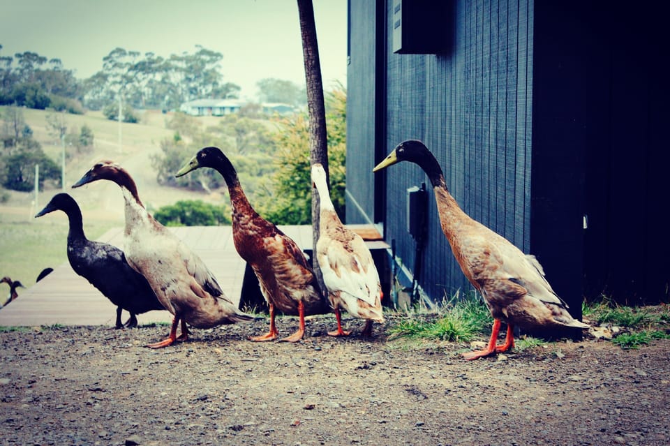 Ducks wandering around the property