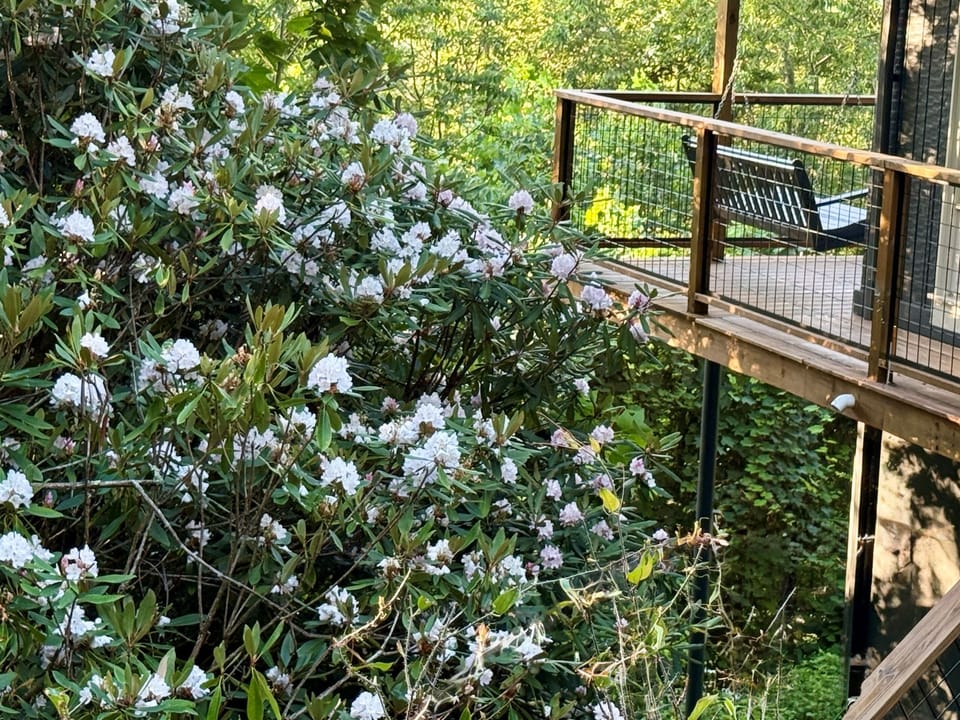 Rhododendrons showing off! 🏆 These were taken on 7/11/25 & WishYouWereHere7Devils was surrounded by blooms! Whoever planted these 30-ish years ago, 🫶🏻! 🤩🌸