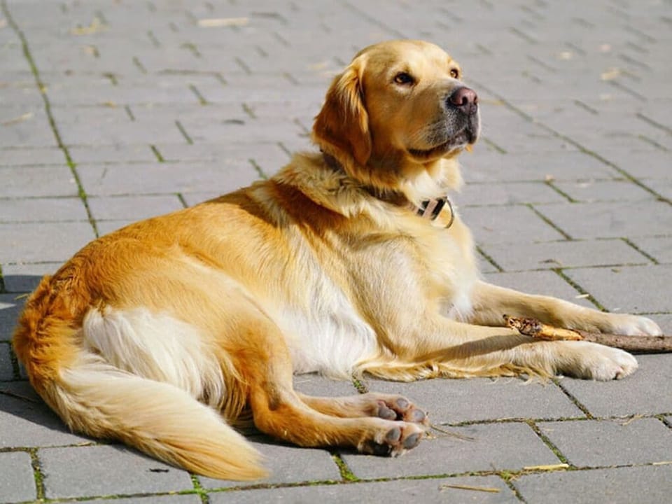 Pet-friendly