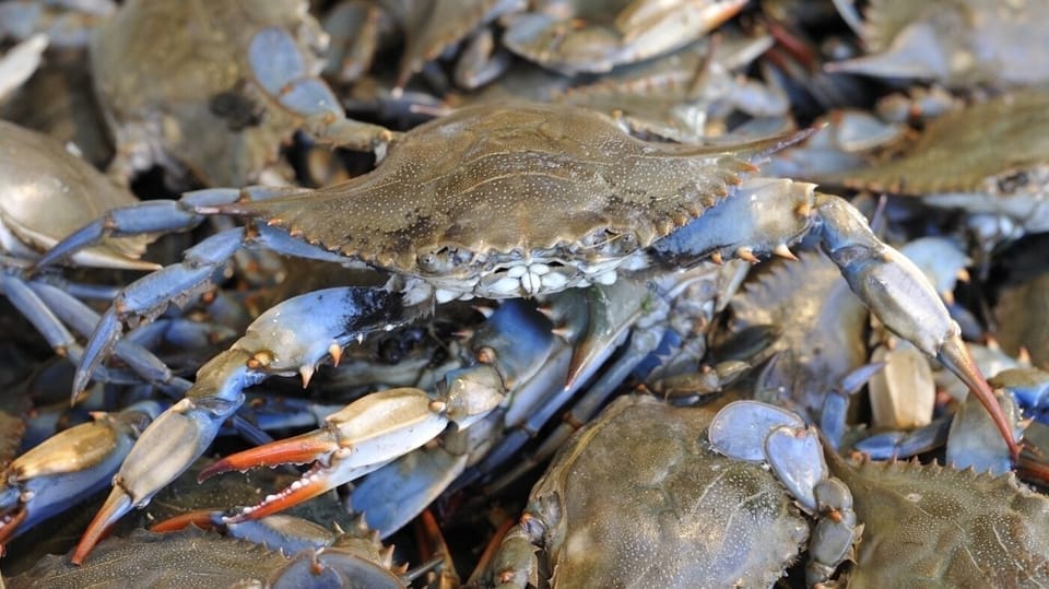 Close to fresh local seafood and tours!