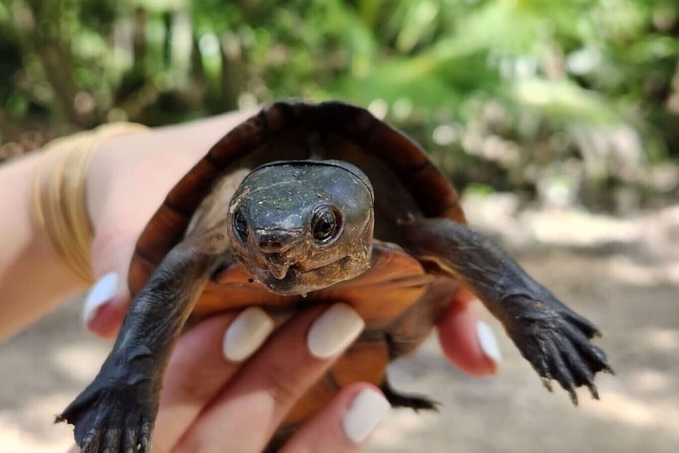 turtle watching at the beach