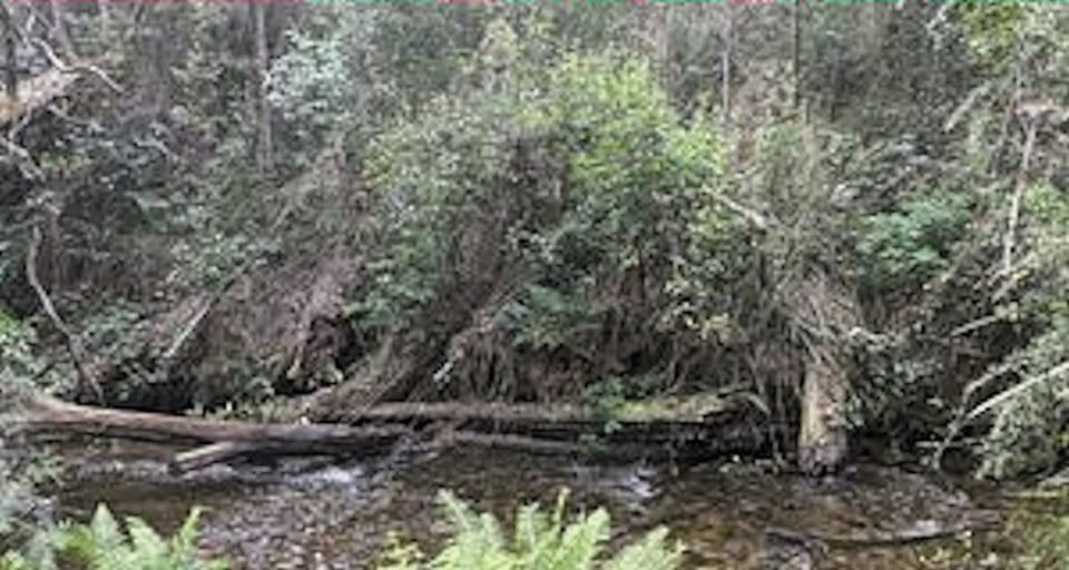 Access to Stephensons River