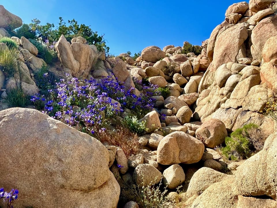 Spring bloom in the backyard - and a fun hill to scramble!