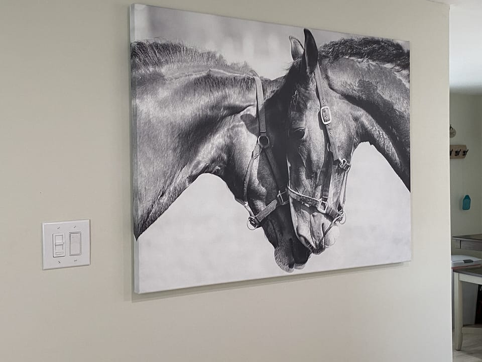 For the love of horses and all animals 💕