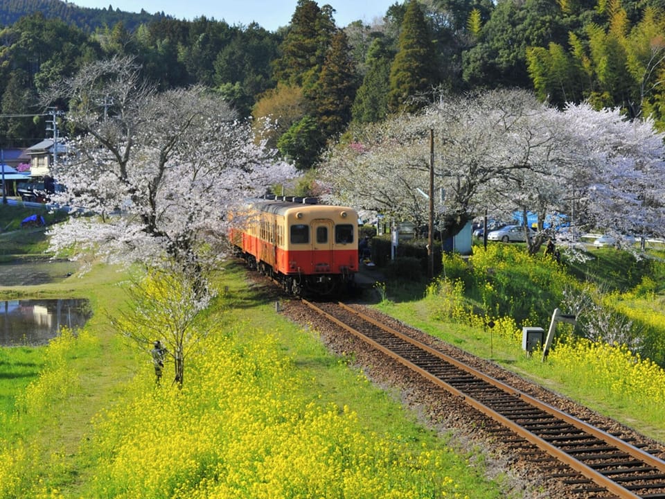 ・[Kominato Railway: Iibu Station] This is a famous cherry blossom viewing spot, and in spring you can take beautiful photos of the train and cherry blossoms.