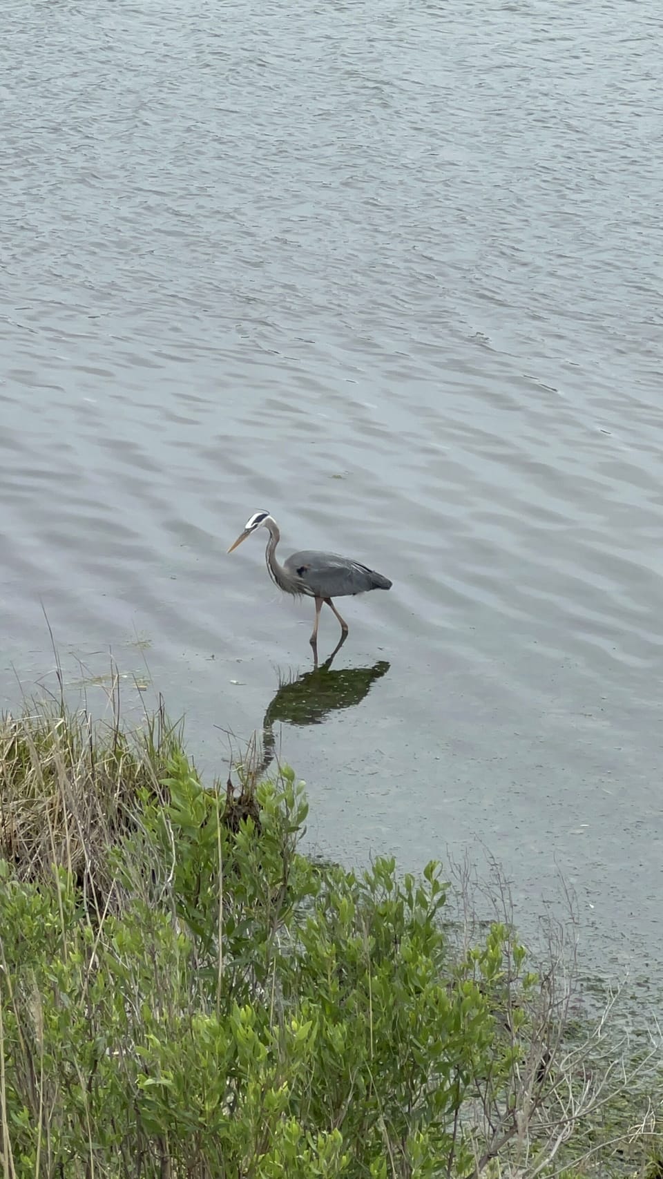 Resident heron hunting